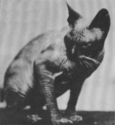 Bezwłosy kot (Francja, rok 1966).